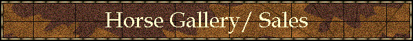 Horse Gallery/ Sales